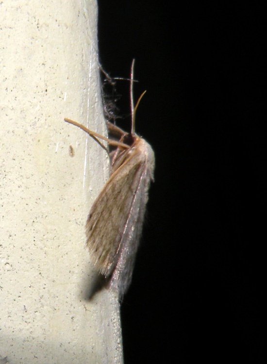 Scopula o Idaea?  Idaea subsericeata